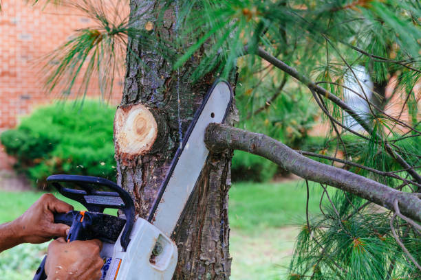 How Our Tree Care Process Works  in Fairview Heights, IL